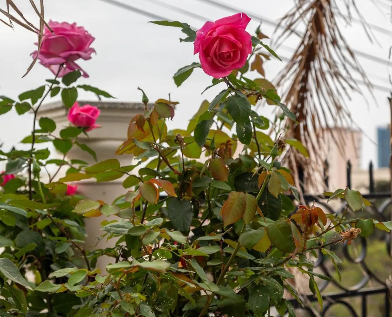 Konukevi Angoni Villa Dıraç Arnavutluk